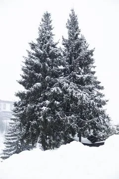 Two spruce trees on the hillside. Winter landscape. Stock Photos