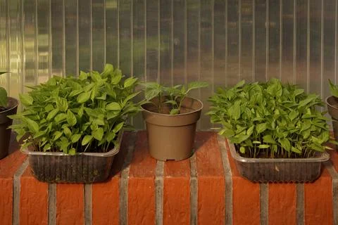 Two square shapes and a pot with seedlings Photos
