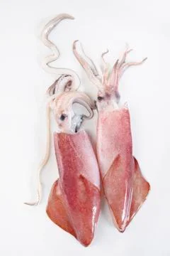 Two squid on white background Stock Photos