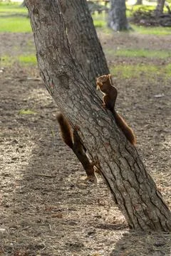 Two squirrel are climbing up a tree trunk Stock Photos