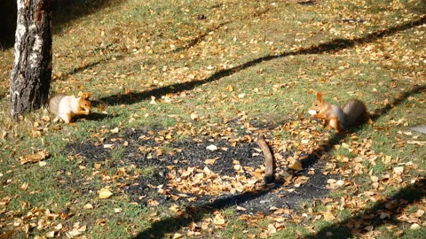 Two Squirrel Gnaw Bread Stock-Footage 103814120