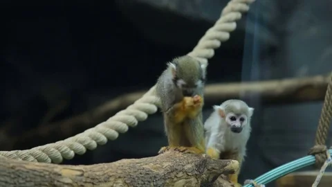 Two Squirrel monkeys in the aviary Stock Footage 79988153