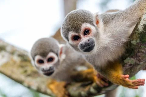 Two Squirrel Monkeys Stock Photos