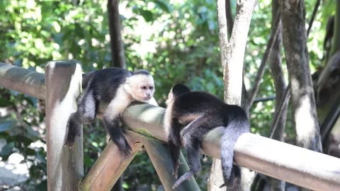 Two squirrel monkeys relaxing on a railing in slow motion Stock Footage 136404697