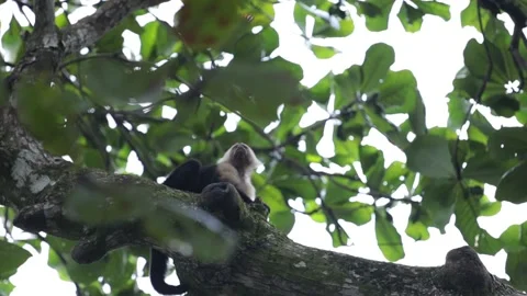 Two squirrel monkeys sitting on a tree Stock Footage 136404962
