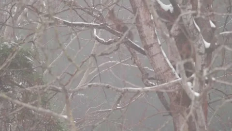 Two squirrel running around a Snow Covered Tree, Misty Morning, Slowmo Stock Footage 251798685