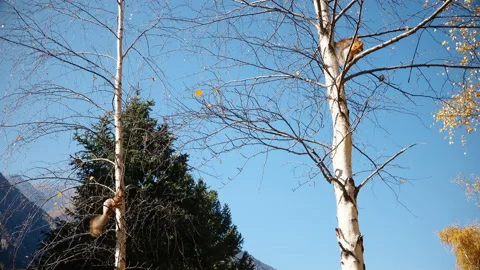 Two Squirrel Sit on Tree Branches Stock-Footage 103814026