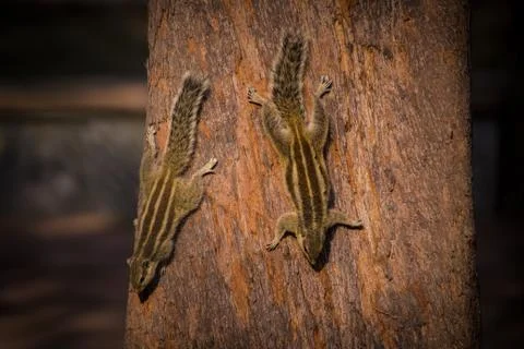 Two Squirrel on a tree looking for food Foto stock
