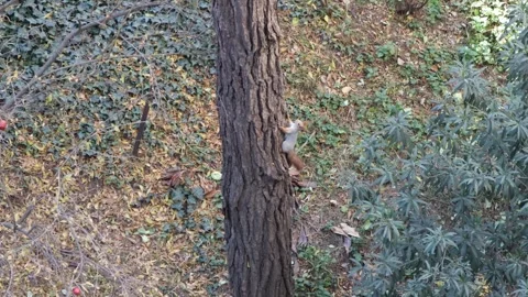 Two squirrels are chasing each other up a pine tree. Stock Footage 323005457