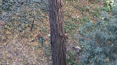 Two squirrels are chasing each other up a pine tree. Stock Footage 323005520