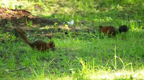The two squirrels are looking for food Stock Footage 11446815