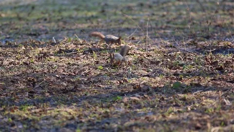 Two squirrels are looking for food among the dry leaves on the ground Stock Footage 75361987
