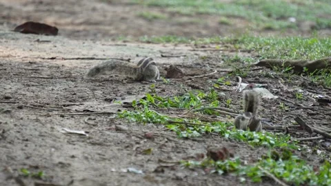 Two squirrels are wandering Stock-Footage 311725829