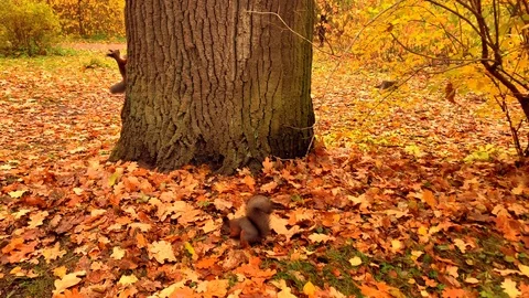 Two squirrels in a beautiful autumn park Stock-Footage 118044963