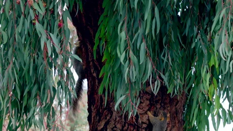 Two Squirrels Chase Each Other on Tree Trunk Stock Footage 237843321