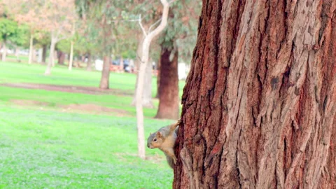 Two Squirrels Chase Each Other on Tree Trunk Stock Footage 237843326
