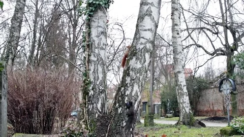 Two squirrels chasing each other in a tree in the forest Stock Footage 133425123