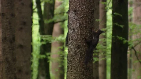 Two squirrels chasing each other on a tree trunk Stock Footage 322216559