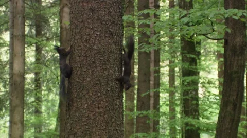 Two squirrels chasing each other on a tree trunk Stock Footage 322216629