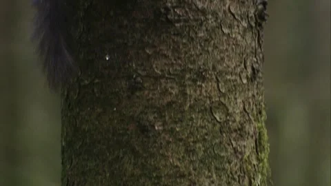 Two squirrels chasing each other on a tree trunk Stock Footage 322216631