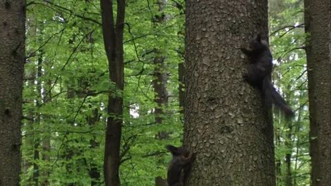 Two squirrels chasing each other on a tree trunk Stock Footage 322216652