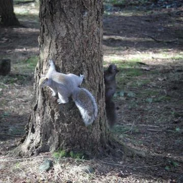 Two squirrels climbing tree Fotos Stock