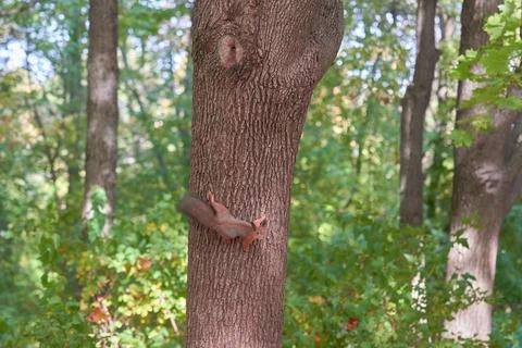 Two squirrels climbing up a tree trunk. Stock Photos