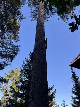 Two Squirrels Climbing Tree Trunk in Forest with House Stock Photos