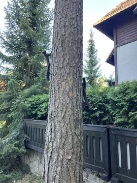 Two Squirrels Climbing Tree Trunk in Forest with House Stock Photos