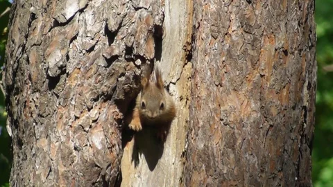 Two squirrels come out of a hollow in an old pine tree close up Video stock 121023975