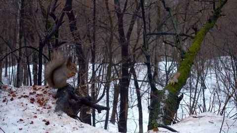 Two squirrels eating nuts in snow in winter Stock Footage 71094395