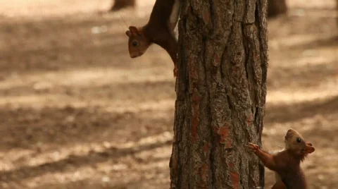 Two squirrels Video stock 730371