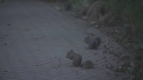 Two Squirrels Foraging on a Park Path Stock Footage 332689157