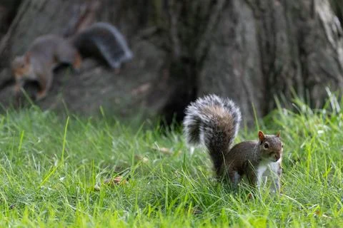 Two squirrels in grass in Central Park Foto stock