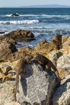 Two squirrels interacting on rocks overlooking the Pacific Ocean in Pacific.. Stock Photos