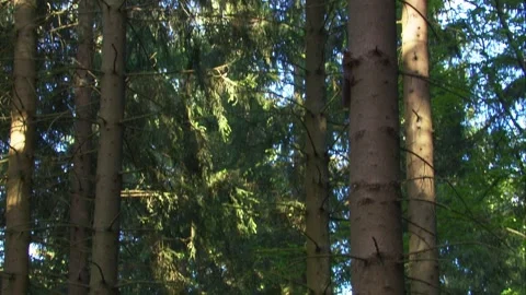 Two squirrels interacting on a tree trunk in dense forest habitat Stock Footage 324796893