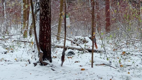 Two squirrels leaping through trees at edge of snowy forest in winter Stock Footage 292658017