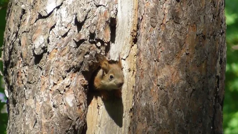 Two squirrels look out of a hollow in an old pine tree Video stock 121024071