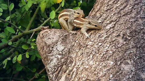 Two squirrels mate on a tree in Ranthambore, India. Stock Footage 37520221