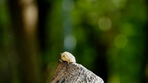 Two Squirrels in nature with a nut Stock-Footage 50144127