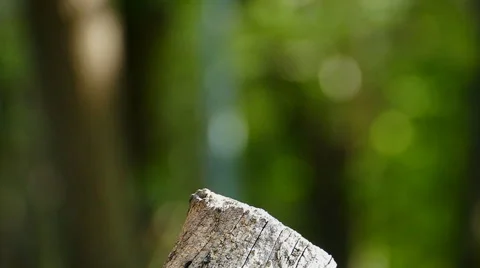 Two Squirrels in nature with a nut Stock Footage 50144507