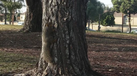 Two Squirrels Up a Park Tree Stock Footage 45915930