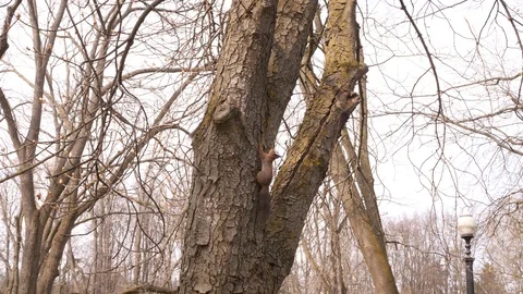 Two squirrels play catching up with each other on a tree trunk in a city park on Stock Footage 106600513