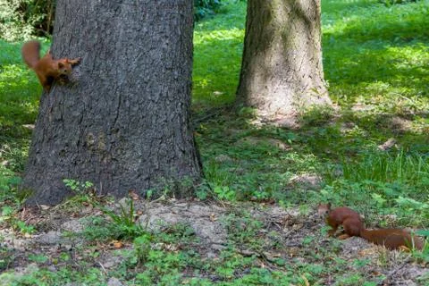 Two squirrels play with each other, jumping from a tree to the ground 스톡 사진