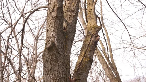Two squirrels play hiding from each other on a tree trunk in a city park on a Stock Footage 106727384
