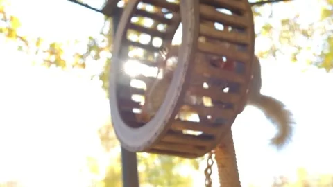 Two squirrels play in a running wheel Stock Footage 140642579