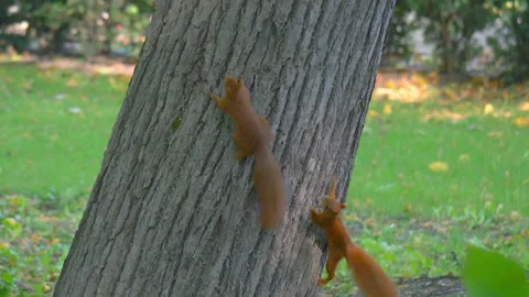 Two squirrels play on a tree in slow motion 180fps Stock Footage 164550371