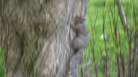 Two squirrels playfully chase each other around an old tree Stock Footage 360713