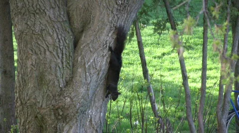 Two squirrels playfully chase each other around an old tree Stock Footage 360742