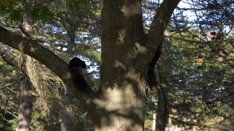 Two Squirrels Playing around a Tree Video stock 120804896
